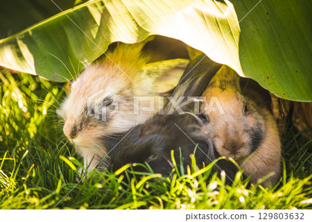 Three rabbits under banana leaf on grass Three rabbits under banana leaf on grass 129803632
