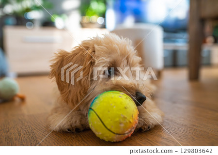 Fluffy Puppy Maltipoo Playing with Tennis Ball Indoors 129803642