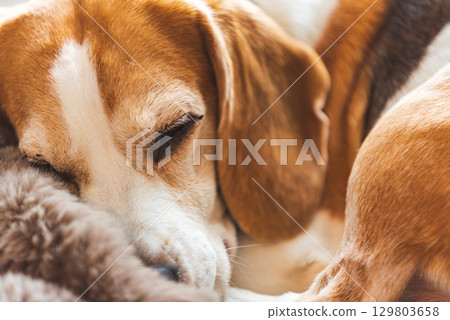 A Peaceful Beagle Dog is Enjoying a Warm Cozy Nap on a Soft Snuggly Blanket, Fully Embracing Comfort and Relaxation A Peaceful Beagle Dog is Enjoying a Warm Cozy Nap on a Soft Snuggly Blanket, Fully Embracing Comfort and Relaxation 129803658