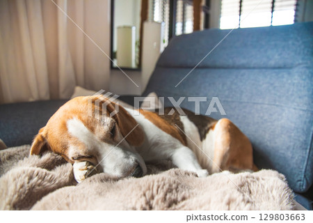 A Resting Beagle Relaxing on a Cozy Sofa Capturing a Serene Moment in a Beautiful Modern Living Space A Resting Beagle Relaxing on a Cozy Sofa Capturing a Serene Moment in a Beautiful Modern Living Space 129803663