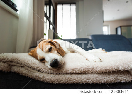 A Relaxed Beagle Dog Sleeping Comfortably on a Soft Blanket, Displaying a Peaceful and Cozy Scene of Contentment 129803665