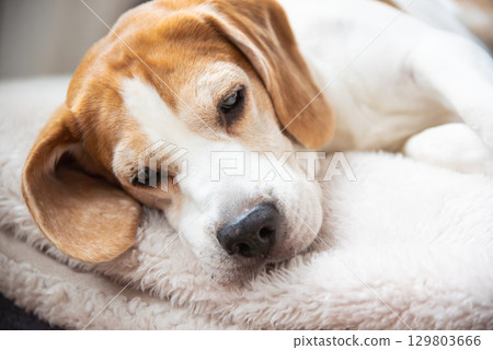 A Sleepy Beagle Dog Resting Comfortably on a Soft, Cozy Blanket in a Peaceful and Warm Environment with Love A Sleepy Beagle Dog Resting Comfortably on a Soft, Cozy Blanket in a Peaceful and Warm Environment with Love 129803666