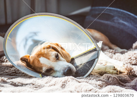 A Resting Dog in an Elizabethan Collar Finding Comfort During Its Recovery Process at Home for Healing A Resting Dog in an Elizabethan Collar Finding Comfort During Its Recovery Process at Home for Healing 129803670