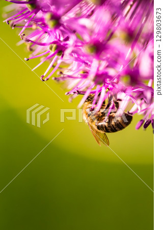 This image shows a detailed closeup of a bee on a beautiful purple flower 129803673