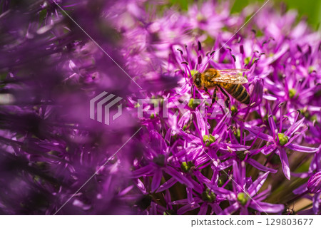 A lovely bee is sitting quietly on a vibrant purple flower nearby 129803677