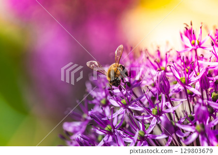 A honey bee is sitting quietly on a vibrant purple flower nearby 129803679