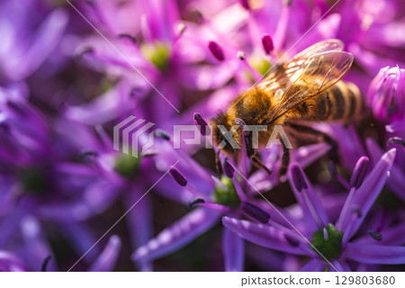 A detailed close up of a bee on a vibrant purple flower petal 129803680