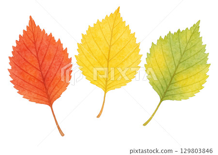 三幅紅色、黃色和綠色落葉的水彩插圖（透明 PNG） 129803846