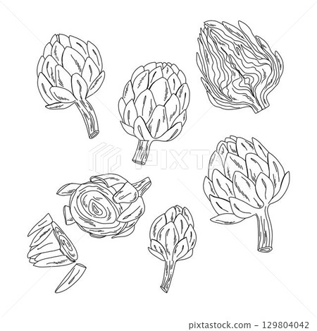 Artichoke line art set, hand drawn black and white vegetable illustrations for design and prints Artichoke line art set, hand drawn black and white vegetable illustrations for design and prints 129804042