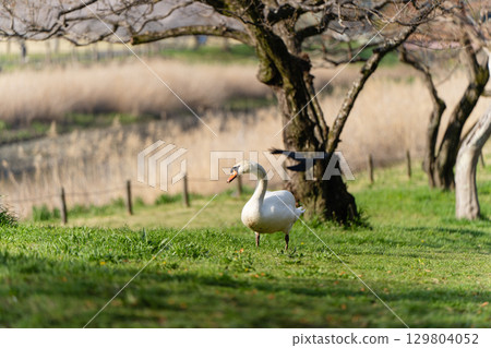 Swans in the Four Seasons Field at Kairakuen Park 129804052