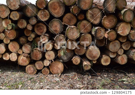 Logs of cut cedar Shonai, Yamagata Prefecture 129804175