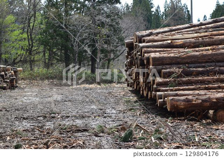 Logs of cut cedar Shonai, Yamagata Prefecture 129804176
