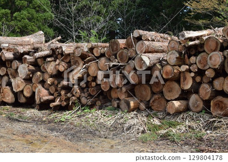 Logs of cut cedar Shonai, Yamagata Prefecture 129804178