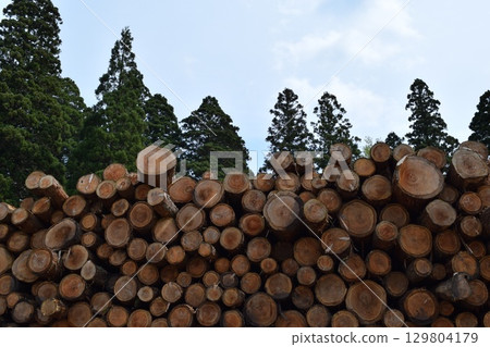 Logs of cut cedar Shonai, Yamagata Prefecture 129804179