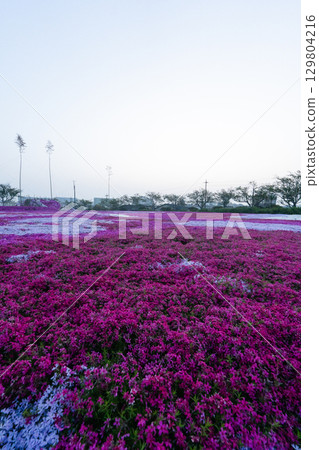 Early morning moss phlox field in Tonosho Town, Chiba Prefecture 129804216