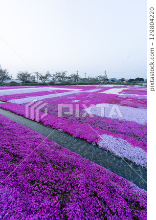 Early morning moss phlox field in Tonosho Town, Chiba Prefecture Early morning moss phlox field in Tonosho Town, Chiba Prefecture 129804220