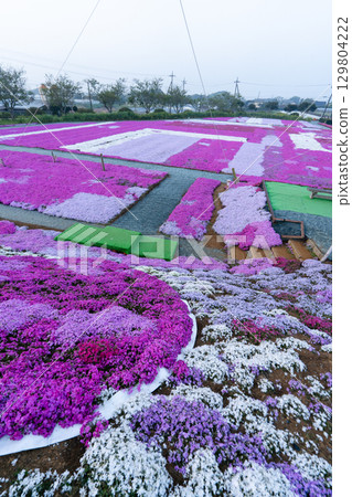 Early morning moss phlox field in Tonosho Town, Chiba Prefecture Early morning moss phlox field in Tonosho Town, Chiba Prefecture 129804222