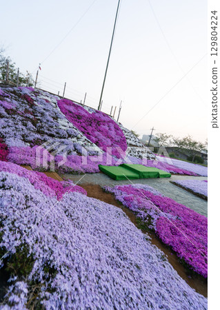 Heart-shaped moss phlox in the early morning in Tonosho Town, Chiba Prefecture Heart-shaped moss phlox in the early morning in Tonosho Town, Chiba Prefecture 129804224