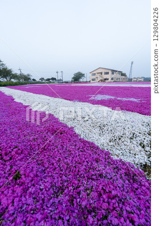 千葉縣土莊町清晨的芝櫻花田和土莊社區中心 千葉縣土莊町清晨的芝櫻花田和土莊社區中心 129804226