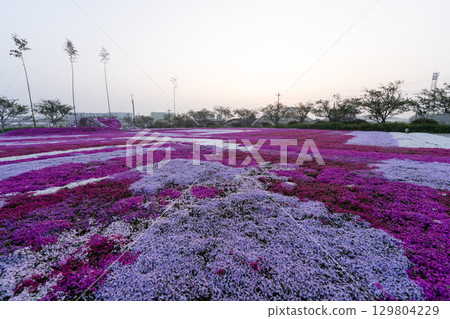 Early morning moss phlox field in Tonosho Town, Chiba Prefecture 129804229