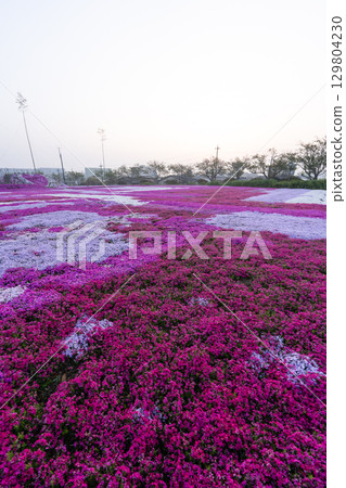 Early morning moss phlox field in Tonosho Town, Chiba Prefecture 129804230