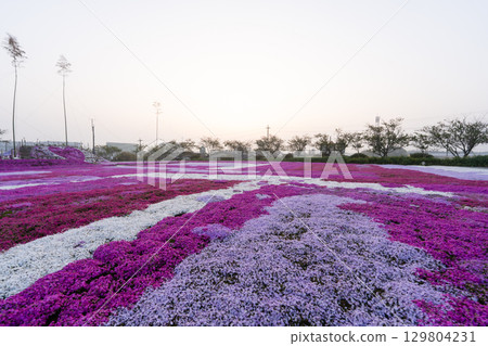 千葉縣土莊町清晨的芝櫻花田 129804231