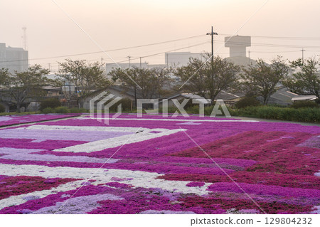 千葉縣土莊町清晨的芝櫻田與日出 千葉縣土莊町清晨的芝櫻田與日出 129804232
