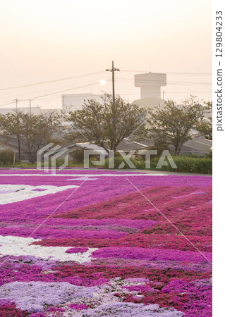 千葉縣土莊町清晨的芝櫻田與日出 千葉縣土莊町清晨的芝櫻田與日出 129804233