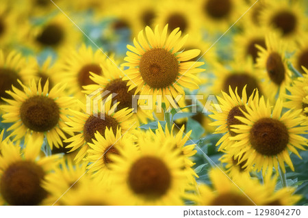 Sunflower field in full bloom 129804270