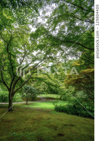 Fresh green leaves in Momiji Valley 129804489