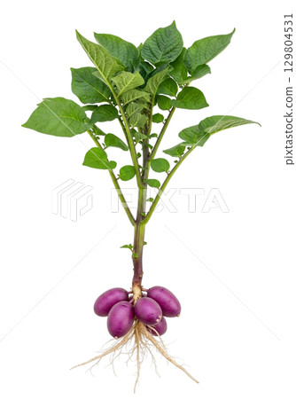 A single purple potato plant showcases its lush green leaves and distinct purple tubers at the base, illustrating the beauty of this unique agricultural specimen. A single purple potato plant showcases its lush green leaves and distinct purple tubers at the base, illustrating the beauty of this unique agricultural specimen. 129804531