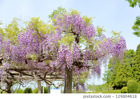 紫藤盛開 129804618