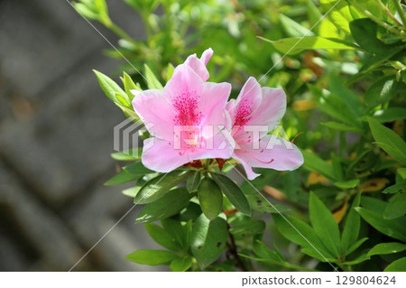 可愛的平戶杜鵑花 可愛的平戶杜鵑花 129804624