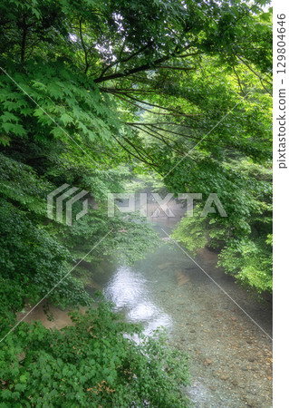 Fresh green leaves in the Tonomata Valley 129804646