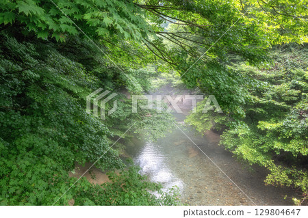 馬塔谷新鮮的綠樹 129804647