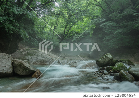 Fresh green leaves in the Tonomata Valley 129804654