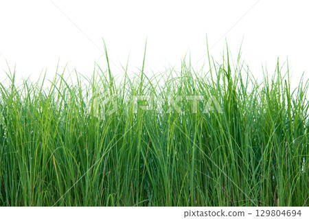 Cut out of small grass clump with clipping path Cut out of small grass clump with clipping path 129804694