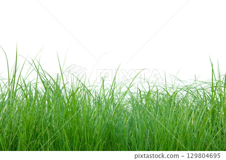 2. Cut out of small grass clump with clipping path 129804695