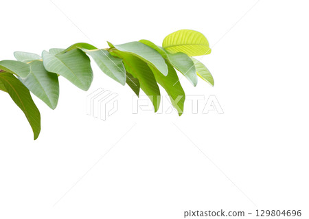 Cut out guava leaf isolated on white background Cut out guava leaf isolated on white background 129804696