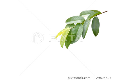 2. Cut out guava leaf isolated on white background 2. Cut out guava leaf isolated on white background 129804697