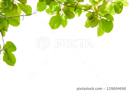 Cut out underside view of leaf with clipping path Cut out underside view of leaf with clipping path 129804698