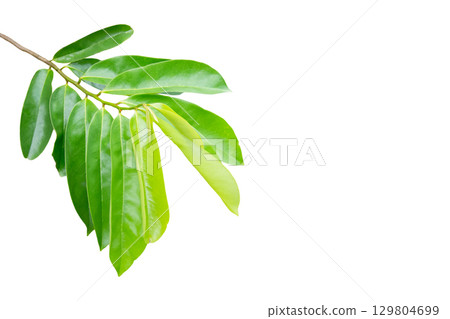 Cut out leaves isolated on white background Cut out leaves isolated on white background 129804699