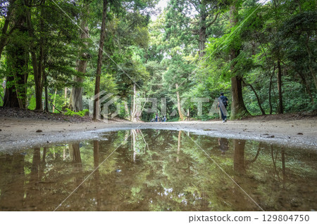 Fresh greenery at Kashima Shrine 129804750
