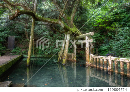 鹿島神社的新綠 鹿島神社的新綠 129804754