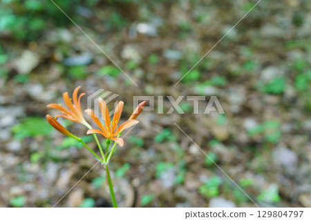 狐狸騎手 狐狸騎手 129804797