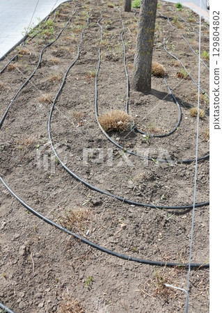 An Irrigation System in a Garden Utilizing Spiral Tubing for Efficient Watering Solutions An Irrigation System in a Garden Utilizing Spiral Tubing for Efficient Watering Solutions 129804802