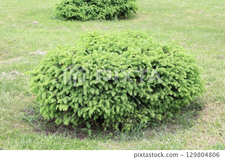A lush and vibrant green ornamental shrub situated beautifully within a landscape setting, A lush and vibrant green ornamental shrub situated beautifully within a landscape setting, 129804806