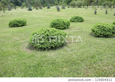 Lush and Vibrant Green Shrubs Nestled Within a Beautiful and Idyllic Landscape Setting Lush and Vibrant Green Shrubs Nestled Within a Beautiful and Idyllic Landscape Setting 129804812