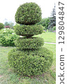 Elegant and Stylish Topiary Bush Design Enhancing the Beauty of a Garden Landscape 129804847