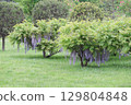 Stunningly Beautiful Wisteria Trees Flourishing in a Lush and Green, Vibrant Park 129804848